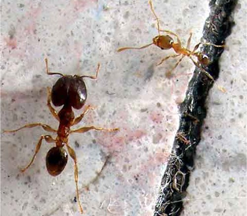 Big-Headed Ants Removal Services Sarasota FL