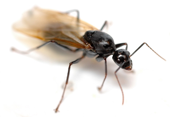 Carpenter Ants Removal Services Sarasota FL