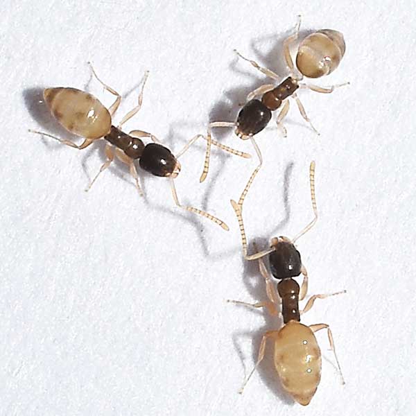Ghost Ants Removal Services Sarasota FL