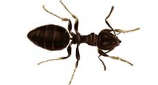 White-footed Ants Removal Services Sarasota FL