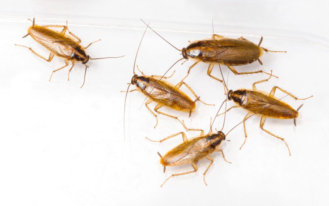 most common cockroach - German cockroach