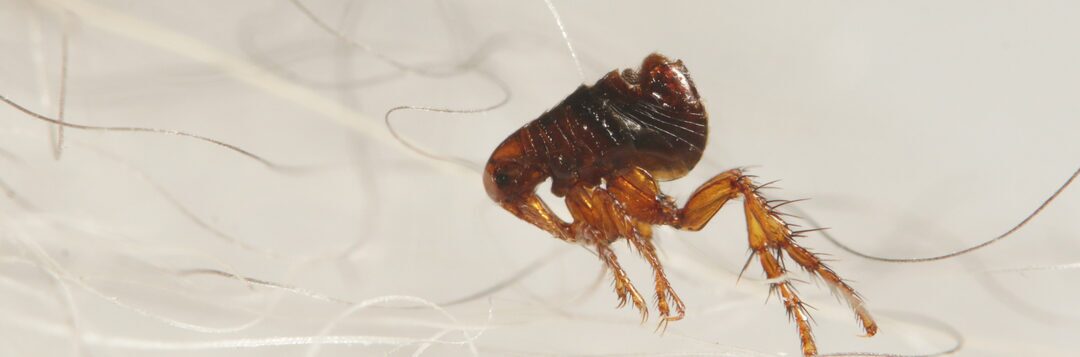 about fleas