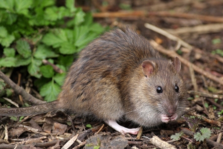 Norway Rat Control Company Sarasota FL