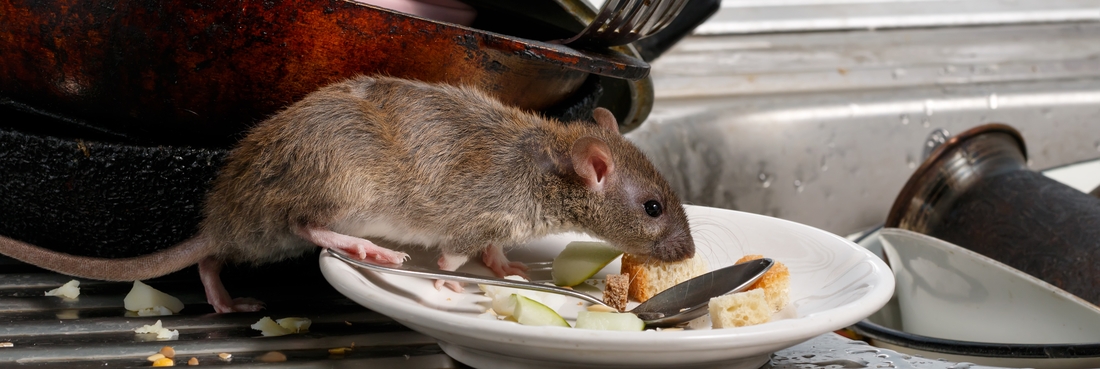 Rat Control Company Sarasota FL