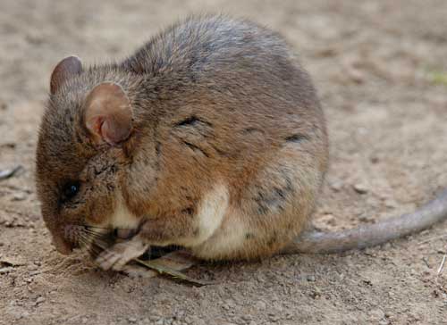 Wood Rat Control Company Sarasota FL