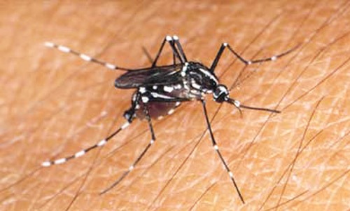 The Asian Tiger Mosquito Elimination Treatment Sarasota FL