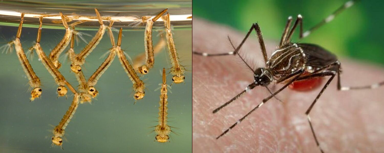 Expert Mosquito Elimination Treatment Sarasota FL