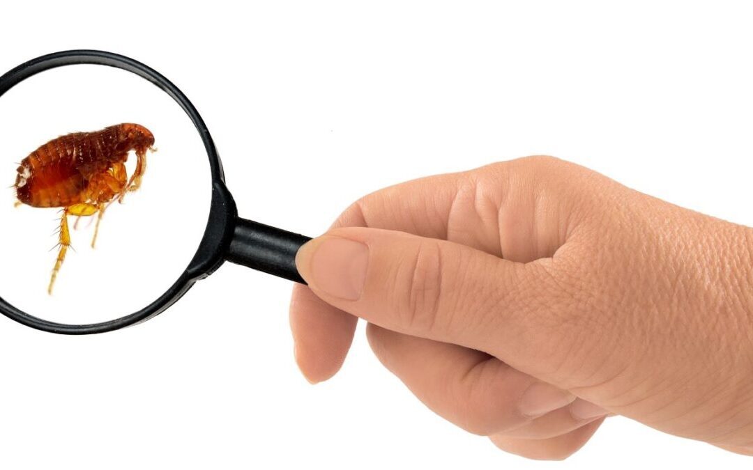 fleas in Florida magnifying glass