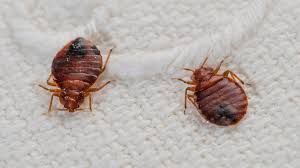 bedbug infestations