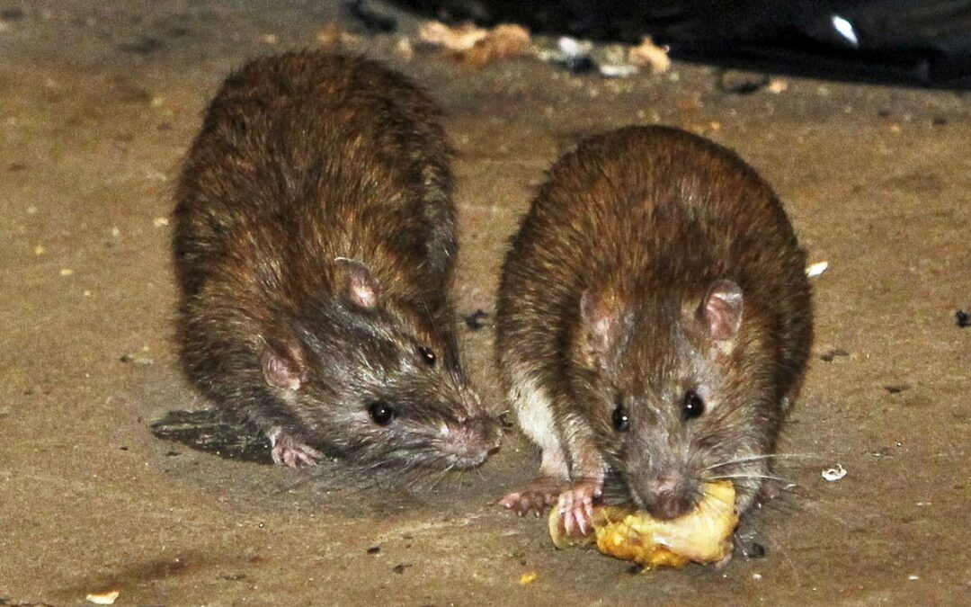 rats in your house