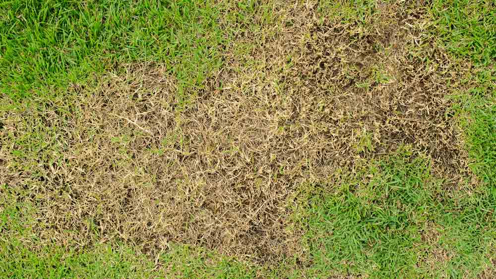 damaged lawn \ chinch bugs | Heath Pest Control