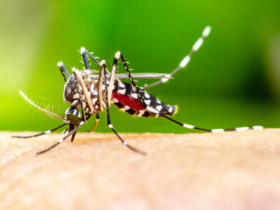 mosquito bites