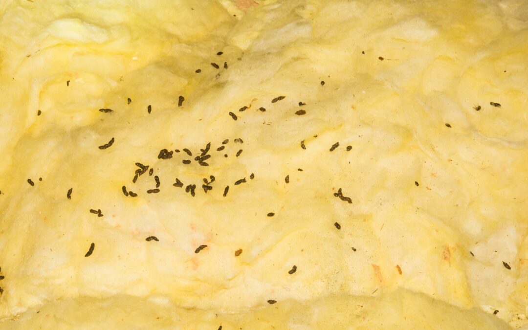 9 Signs of a Pest Infestation: Reading the Clues with Heath Pest Control
