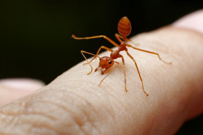 fire ants