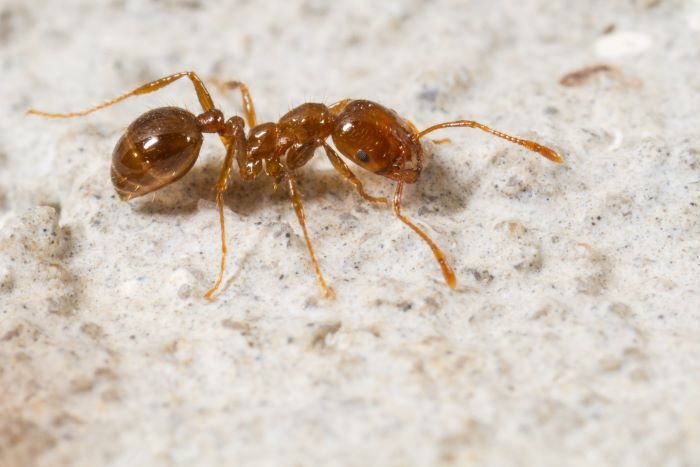 fire ants