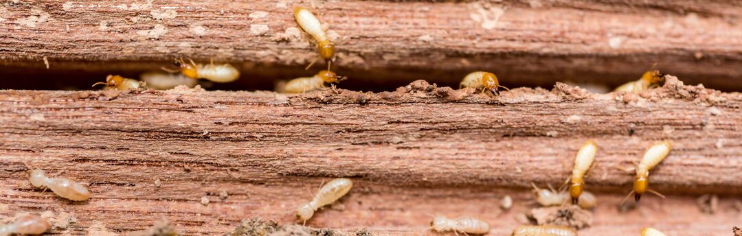 Termite prevention Heath Pest
