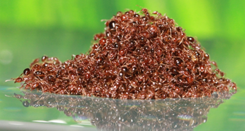 Pest Control Expert Sarasota FL