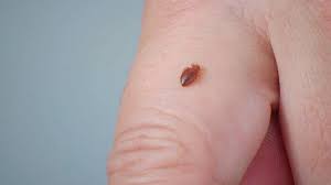 chigger