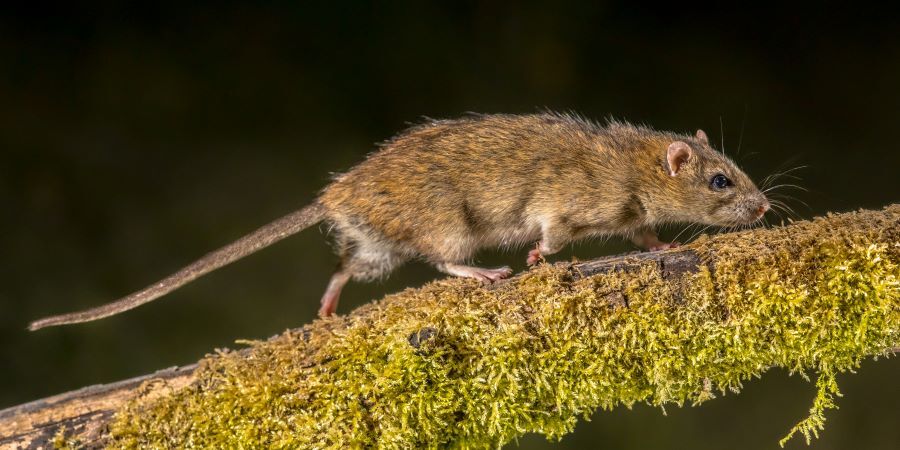 get rid of roof rats