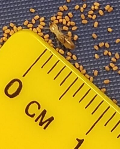 Drywood Termites Sarasota FL