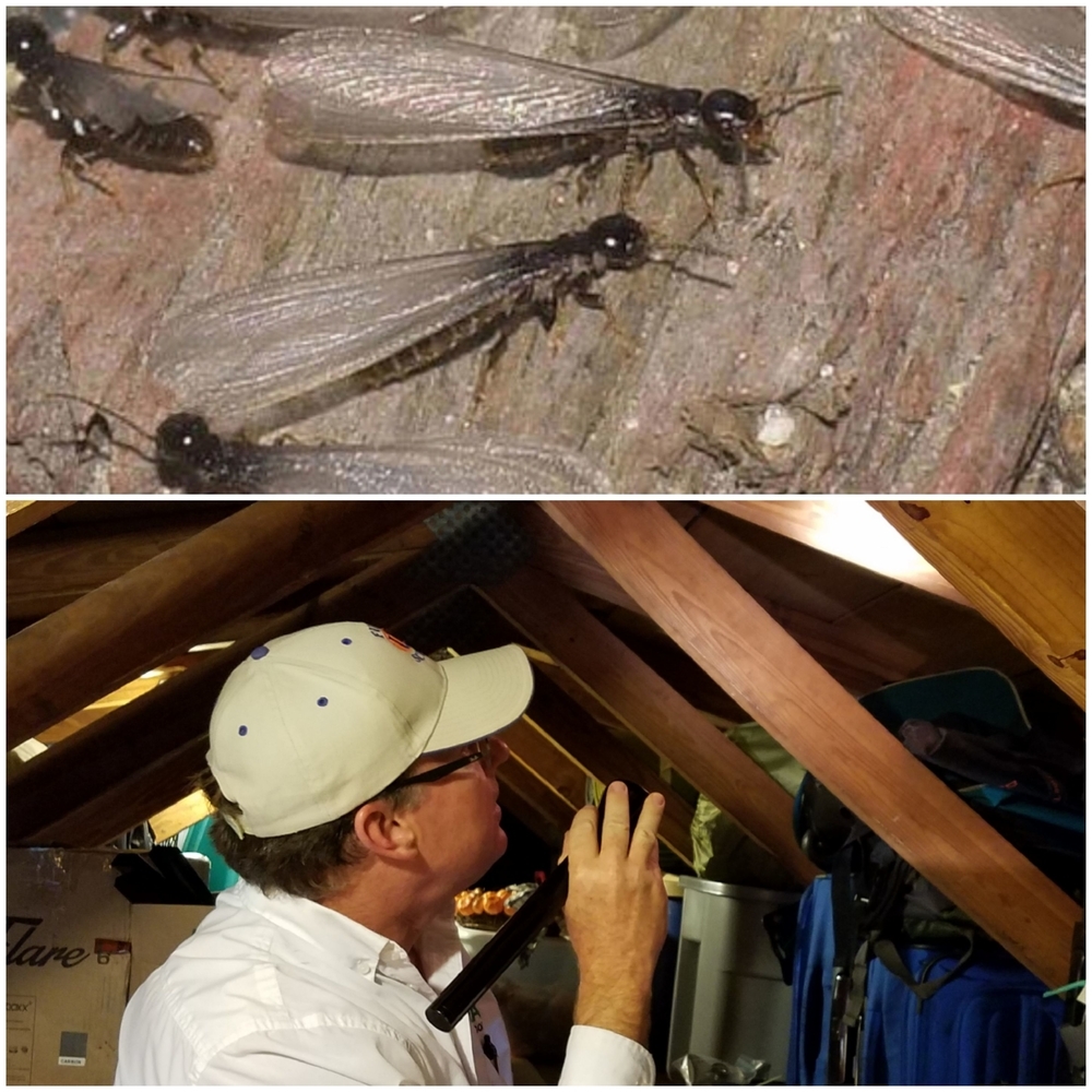 Termites Control Expert Sarasota FL