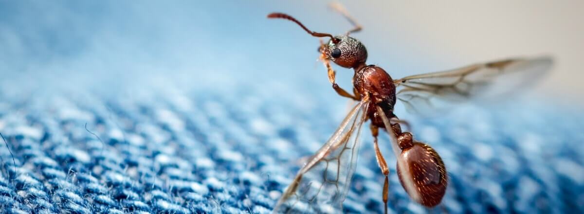 Controlling Ants in Your Home Sarasota FL