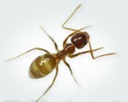 Caribbean Crazy Ants Removal Services Sarasota FL