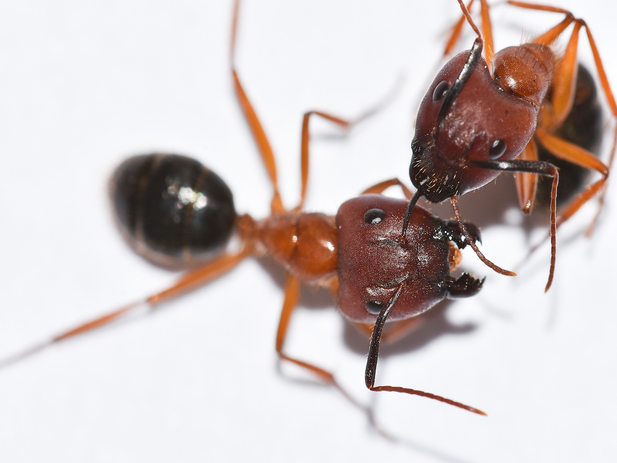 Fire Ants Removal Services Sarasota FL