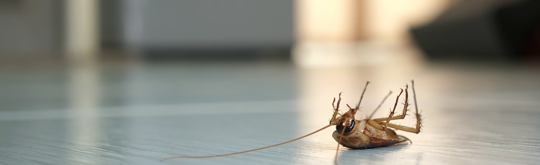 Roaches Removal Services Sarasota FL