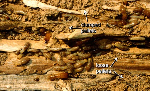 Dampwood Termites Sarasota FL