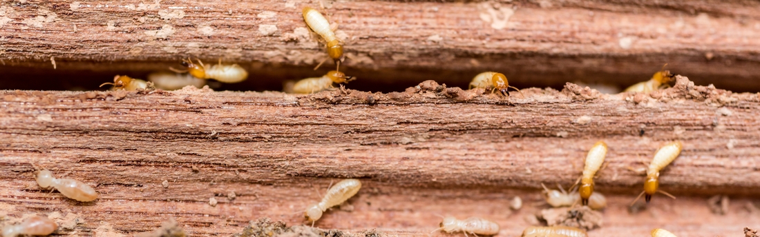 TermitePrevention & Removal Services Sarasota FL