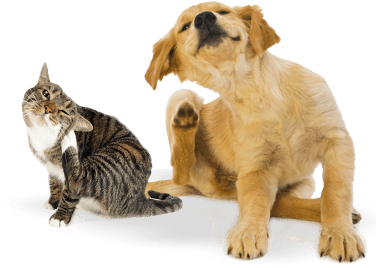 Cat & Dog Fleas Problem Control Expert Sarasota FL