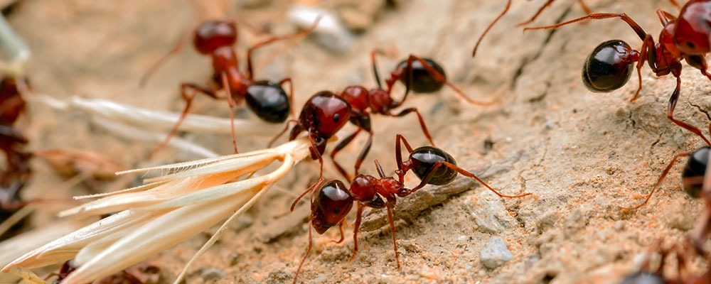 Fire Ants: The Scourge of the South