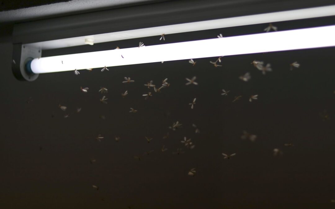 termite season swarm