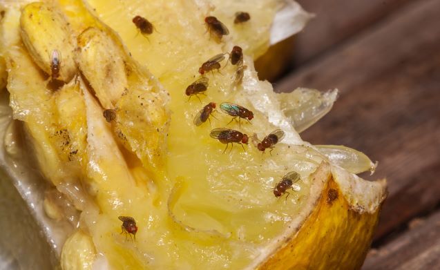 get rid of fruit flies