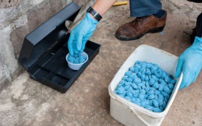 Rat Extermination in Sarasota