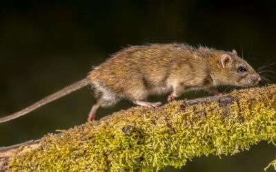 How to Get Rid of Roof Rats Quickly