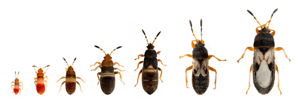 Chinch bugs in Florida | Heath Pest Control