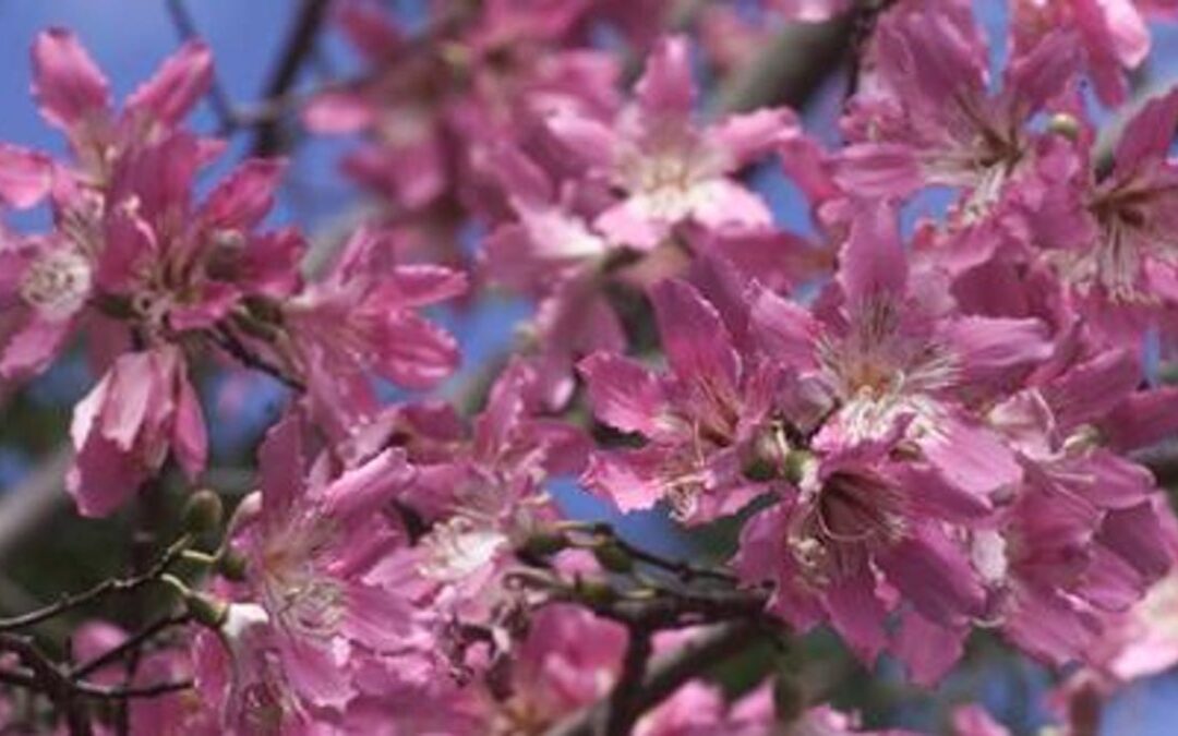 Spring Pests to Watch Out For