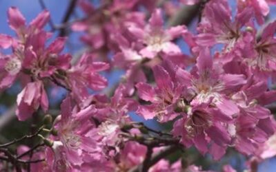 Spring Pests to Watch Out For