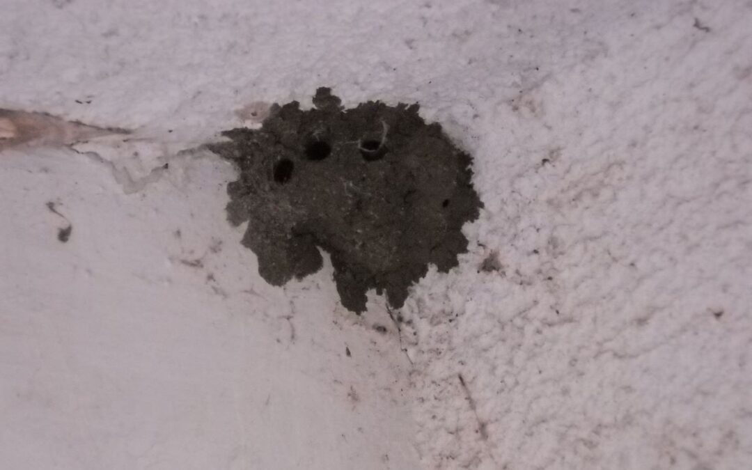 mud daubers and wasps