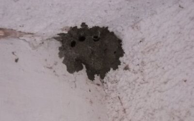 Mud Daubers and Wasps: Similar but Very Different