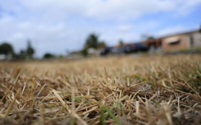 Be Prepared for Drought-Related Pest Problems