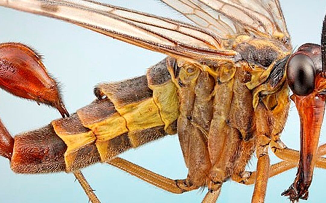 scary bugs and critters