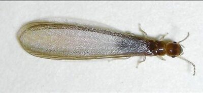 Steps to Prevent Termites