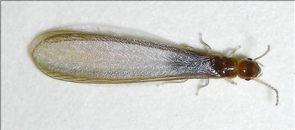 Steps to Prevent Termites