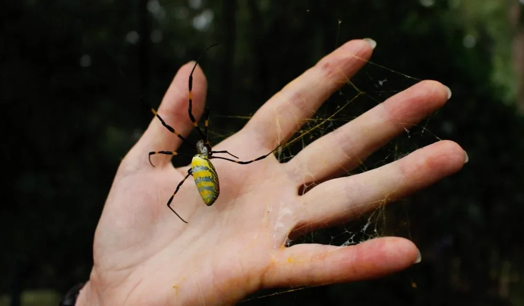 The Parachuting Joro Spider Coming to Your Florida Home Soon!
