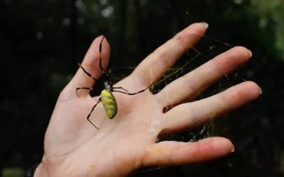 The Parachuting Joro Spider Coming to Your Florida Home Soon!