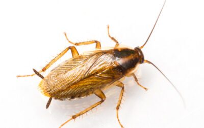 5 Most Dangerous Pests for Your Health: Delving into the Hidden Dangers with Heath Pest Control