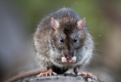 Roof Rat Control Company Sarasota FL
